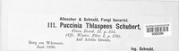 Puccinia thlaspeos image